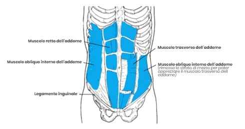 Anatomija trebušnih mišic