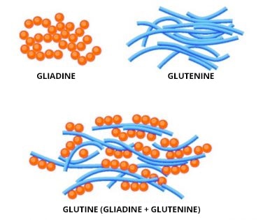 La gliadina e la glutenina